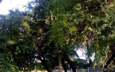 Młynówka – usunięcie 33 szt. drzew