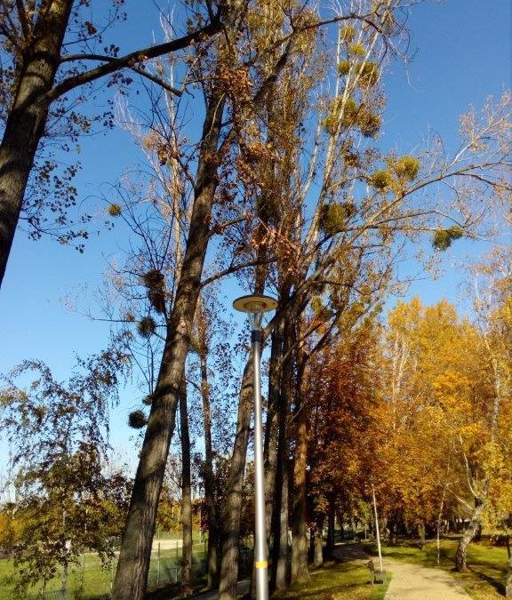 Park Dambonia – usunięcie 30 szt. drzew